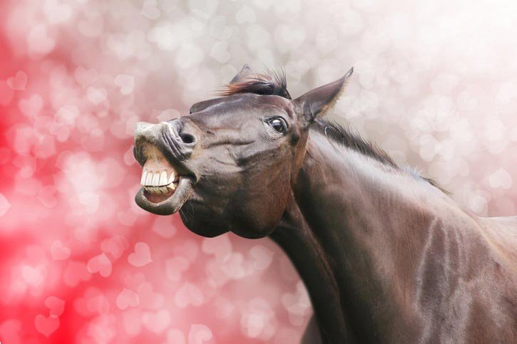 Chistes cortos de animales que te sacarán una sonrisa