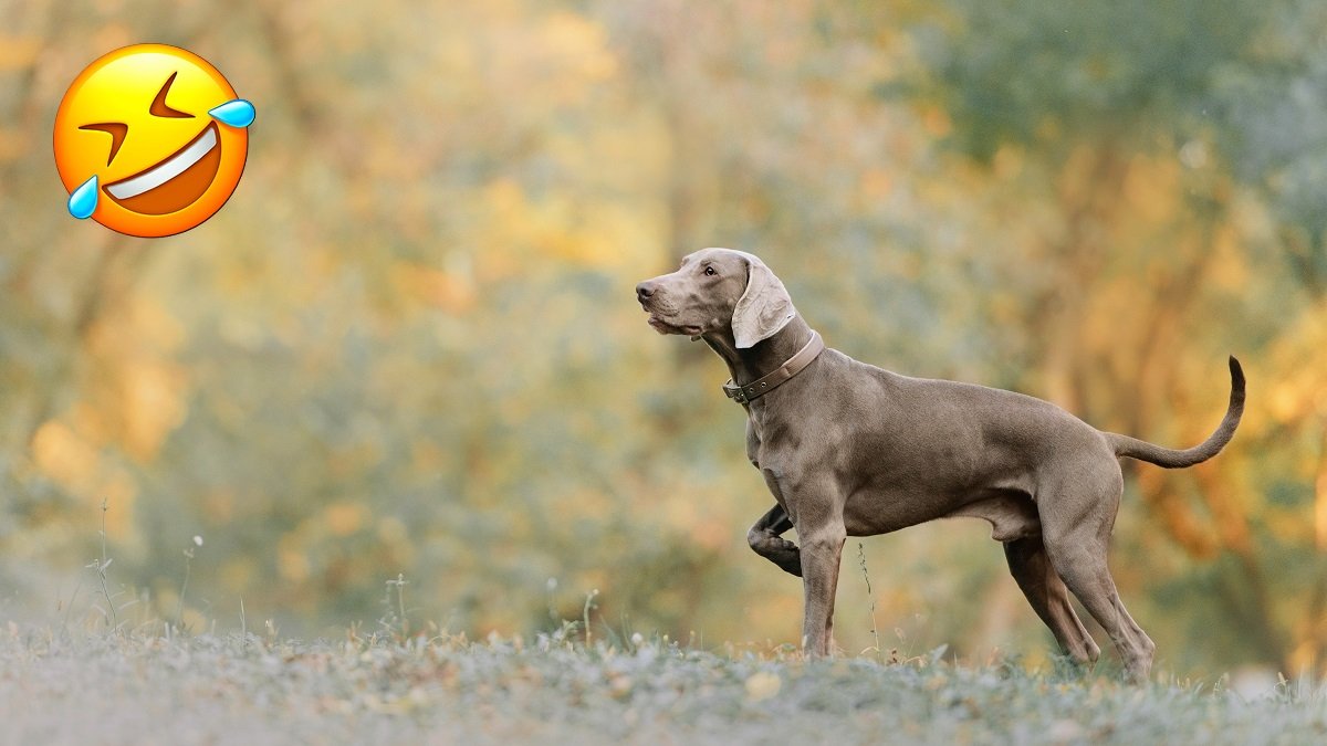 Chistes de animales: risas salvajes